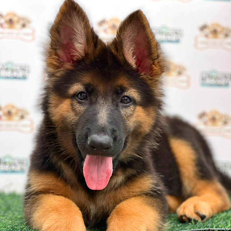 German Shepherd Puppy