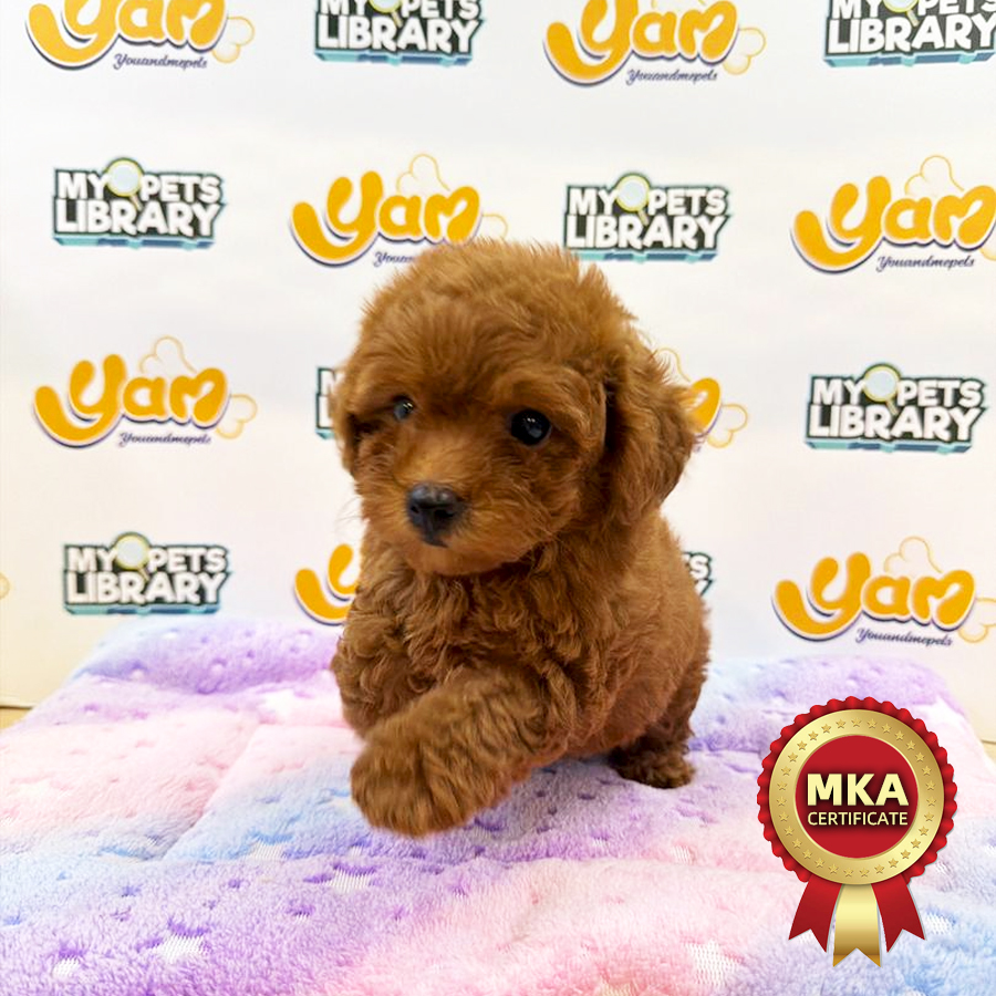 MKA Toy Poodle Puppy
