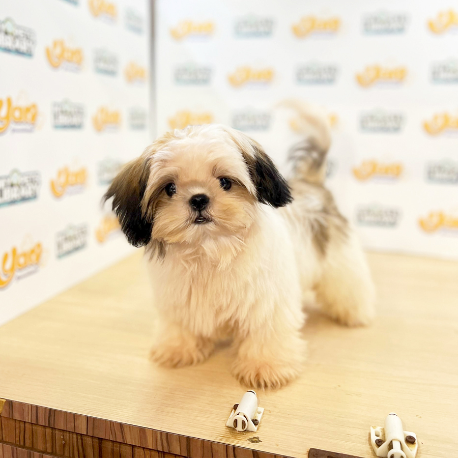 Shih Tzu Puppy