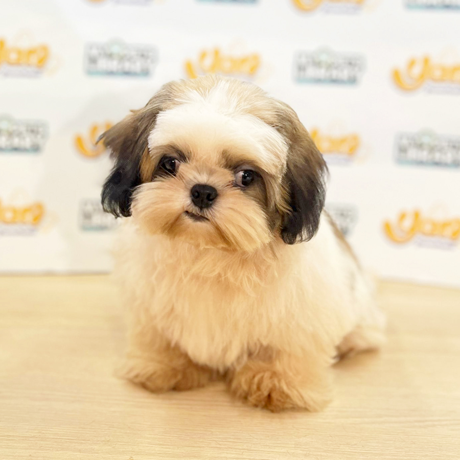 Shih Tzu Puppy