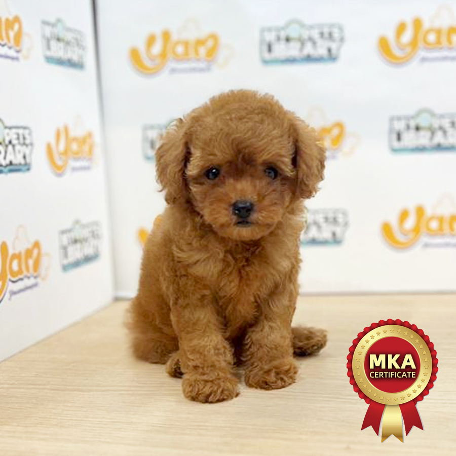 MKA Toy Poodle Puppy