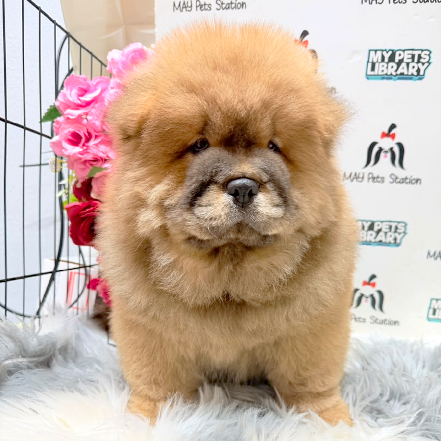 Chow Chow Puppy