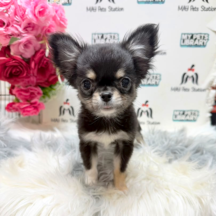 Chihuahua Puppy