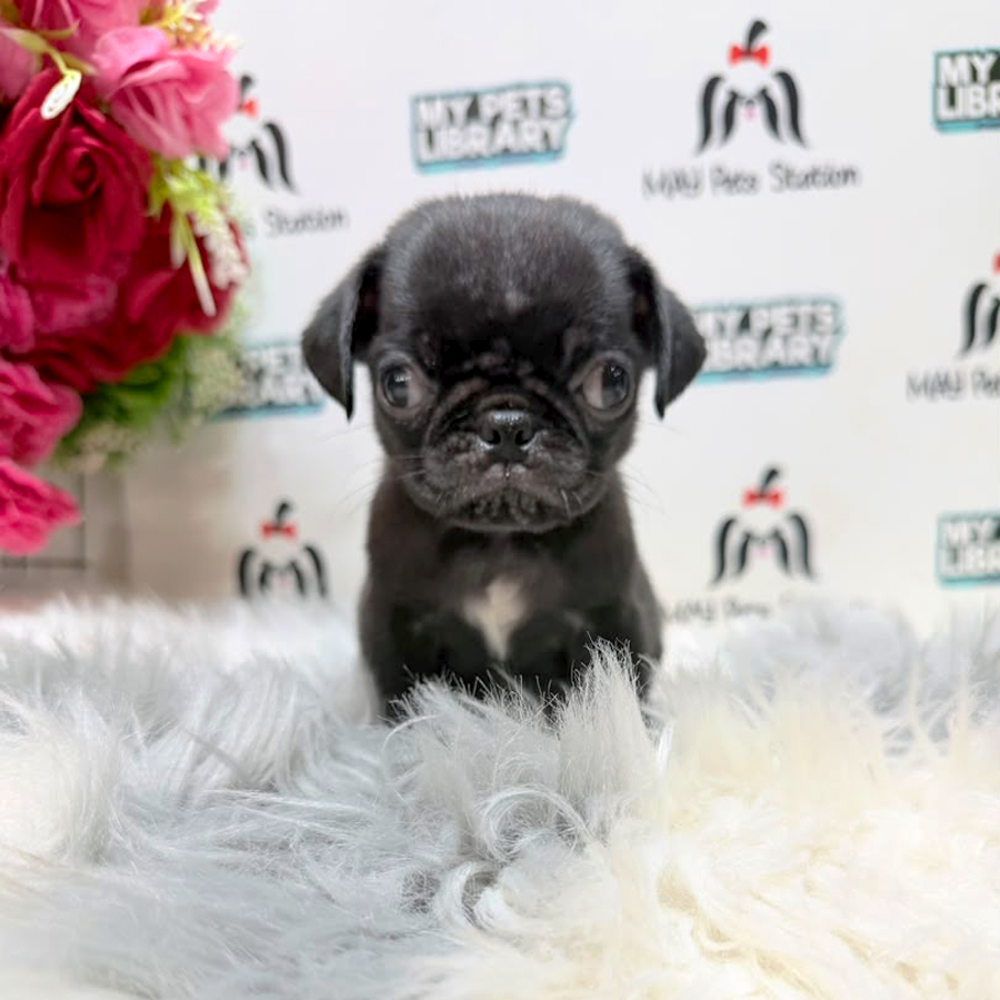 Pug Puppy