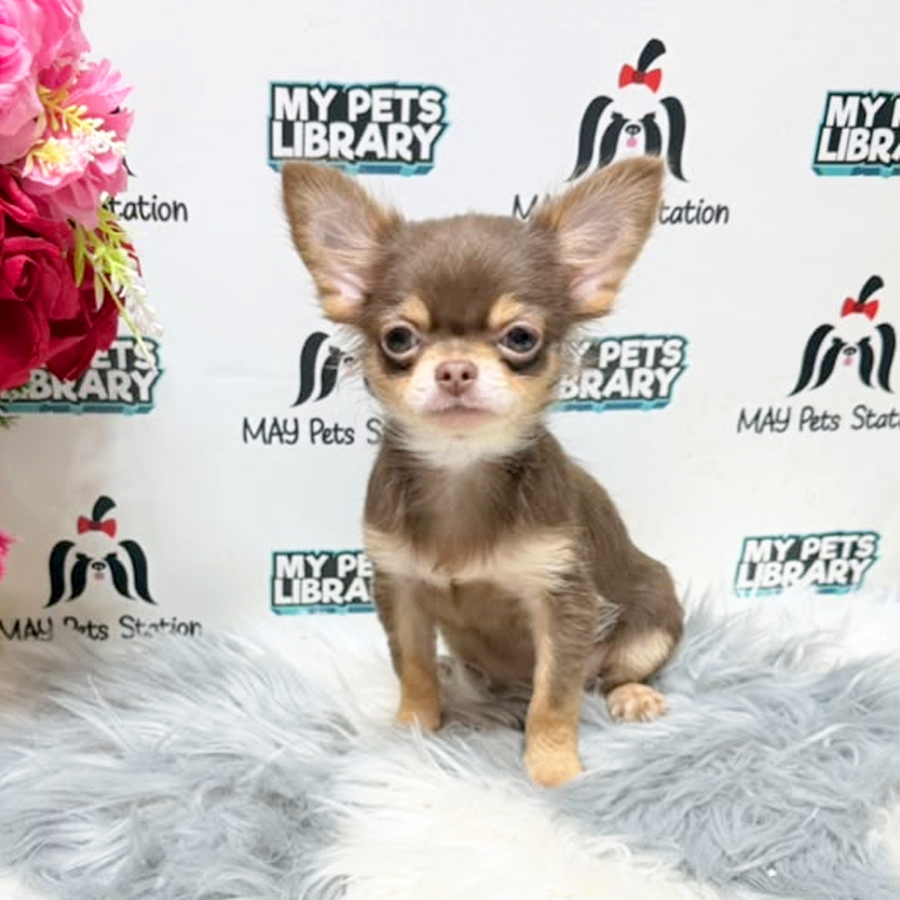 Long Coat Chihuahua Puppy