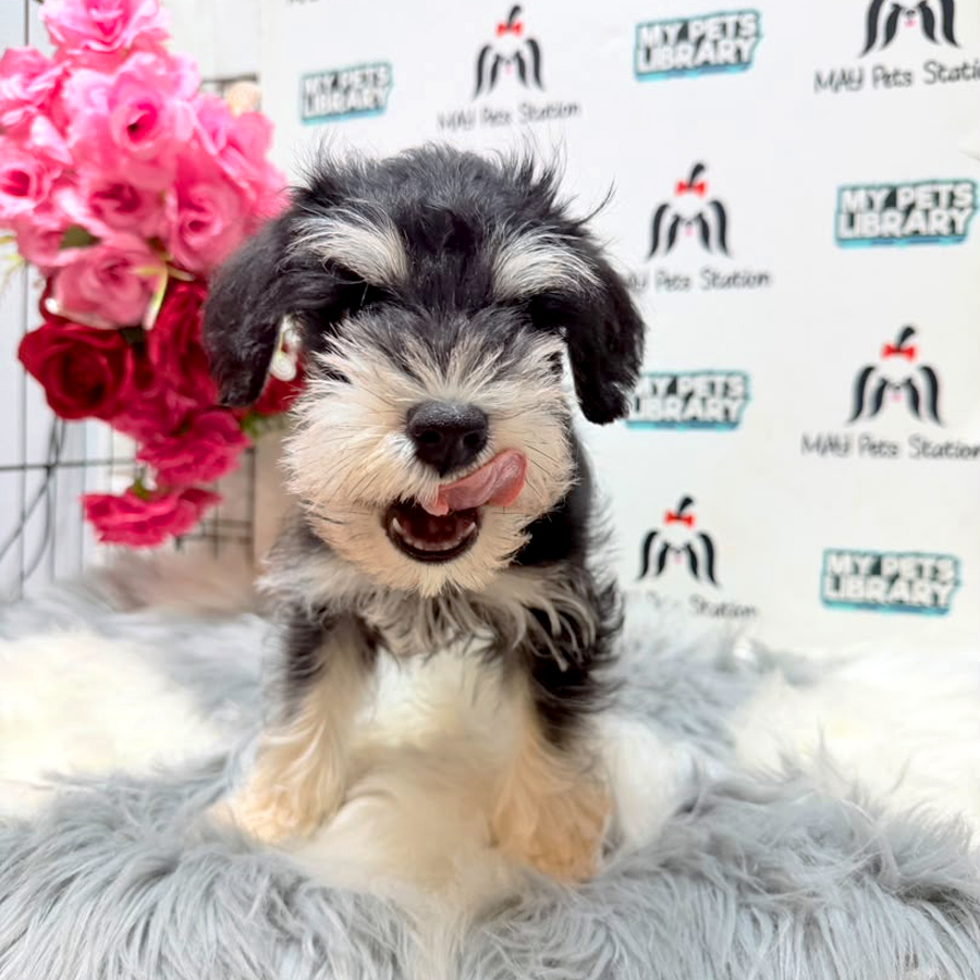 Schnauzer Puppy