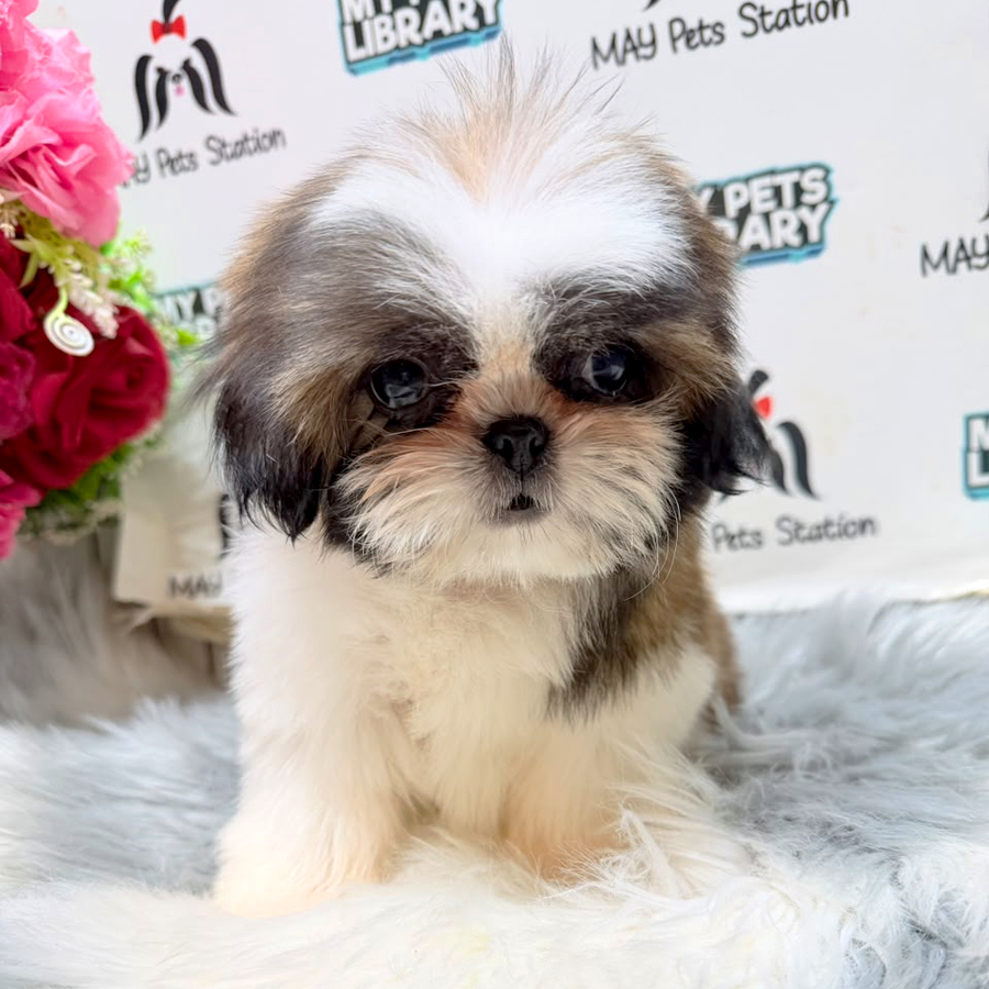 Shih Tzu Puppy