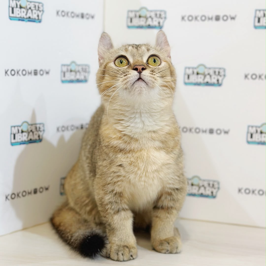 Super Short Munchkin Kinkalow Kitten