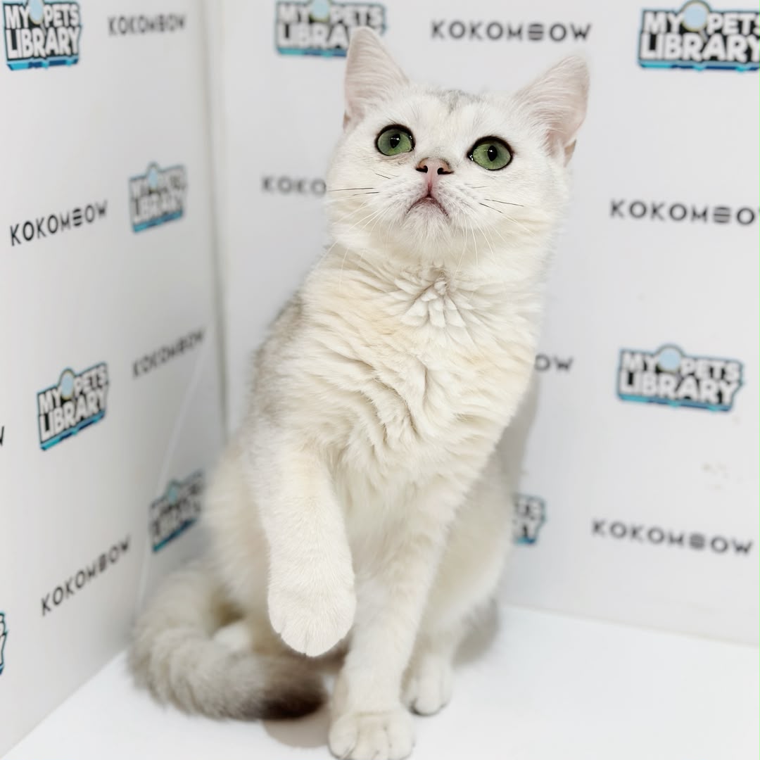 British Shorthair Kitten