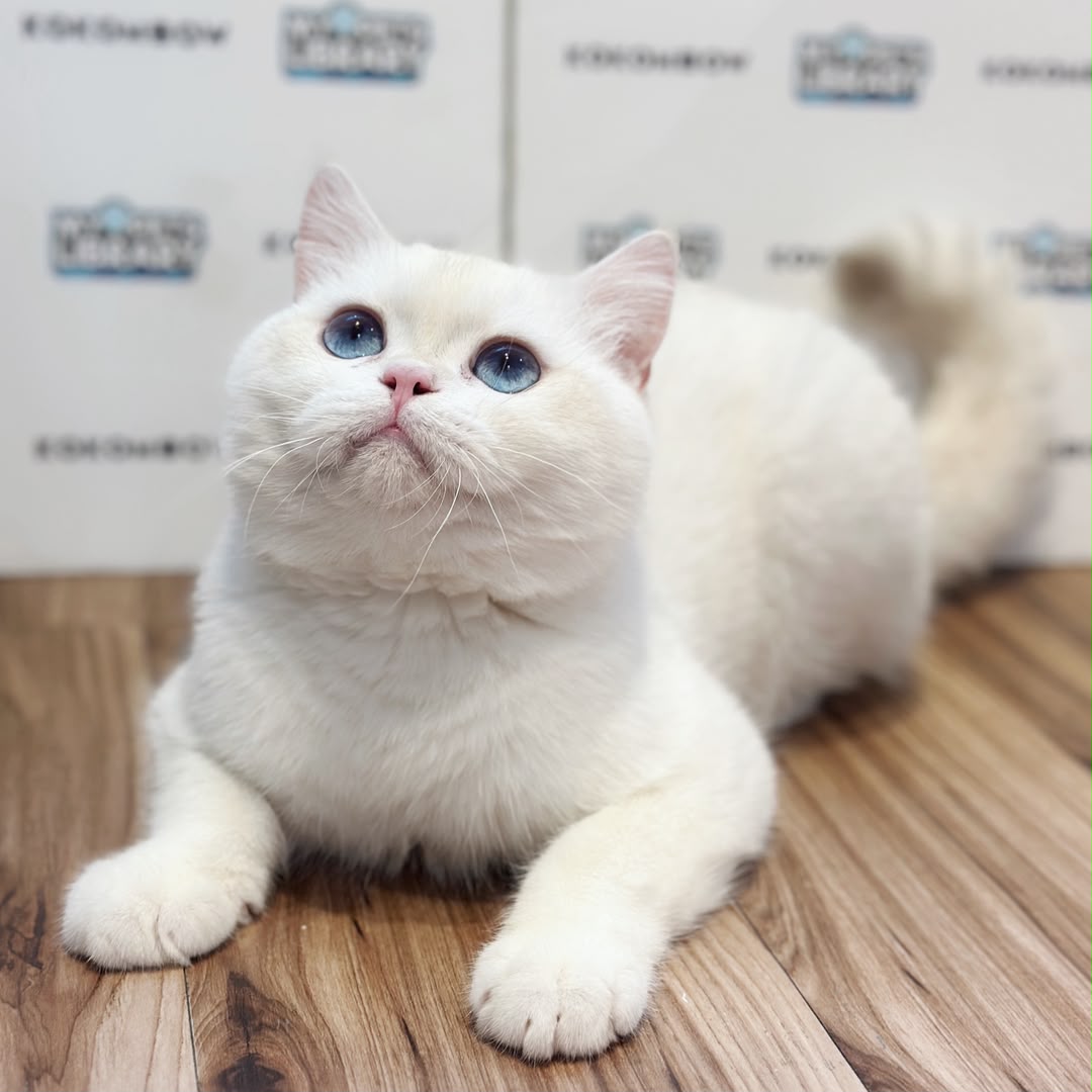 British Shorthair Kitten