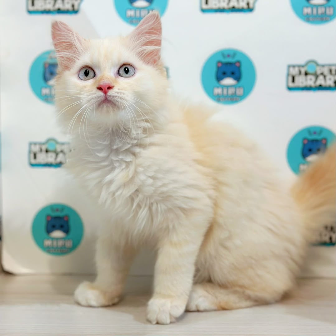 Maine Coon Persian Kitten