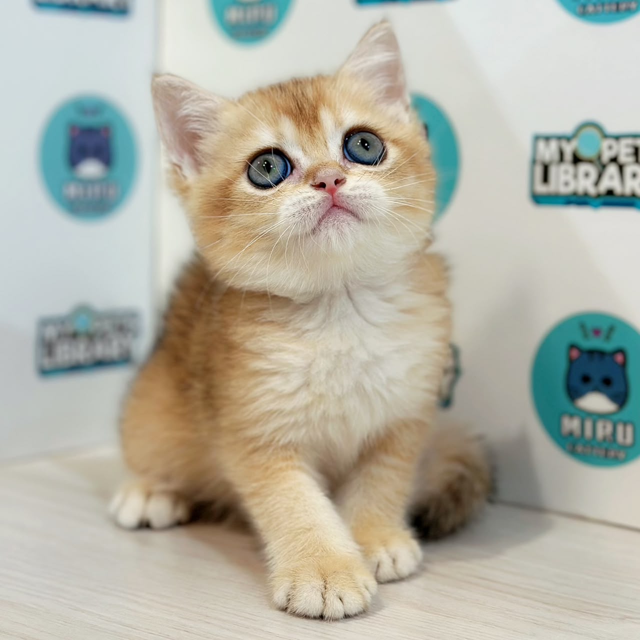 British Shorthair Kitten