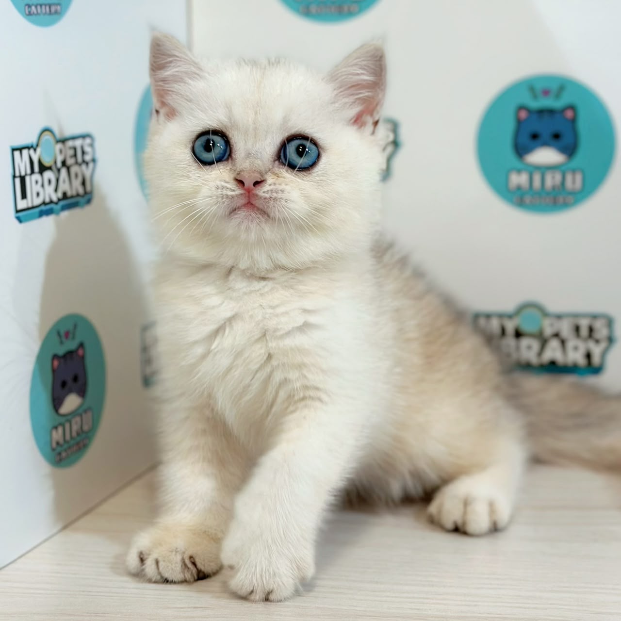 British Shorthair Kitten