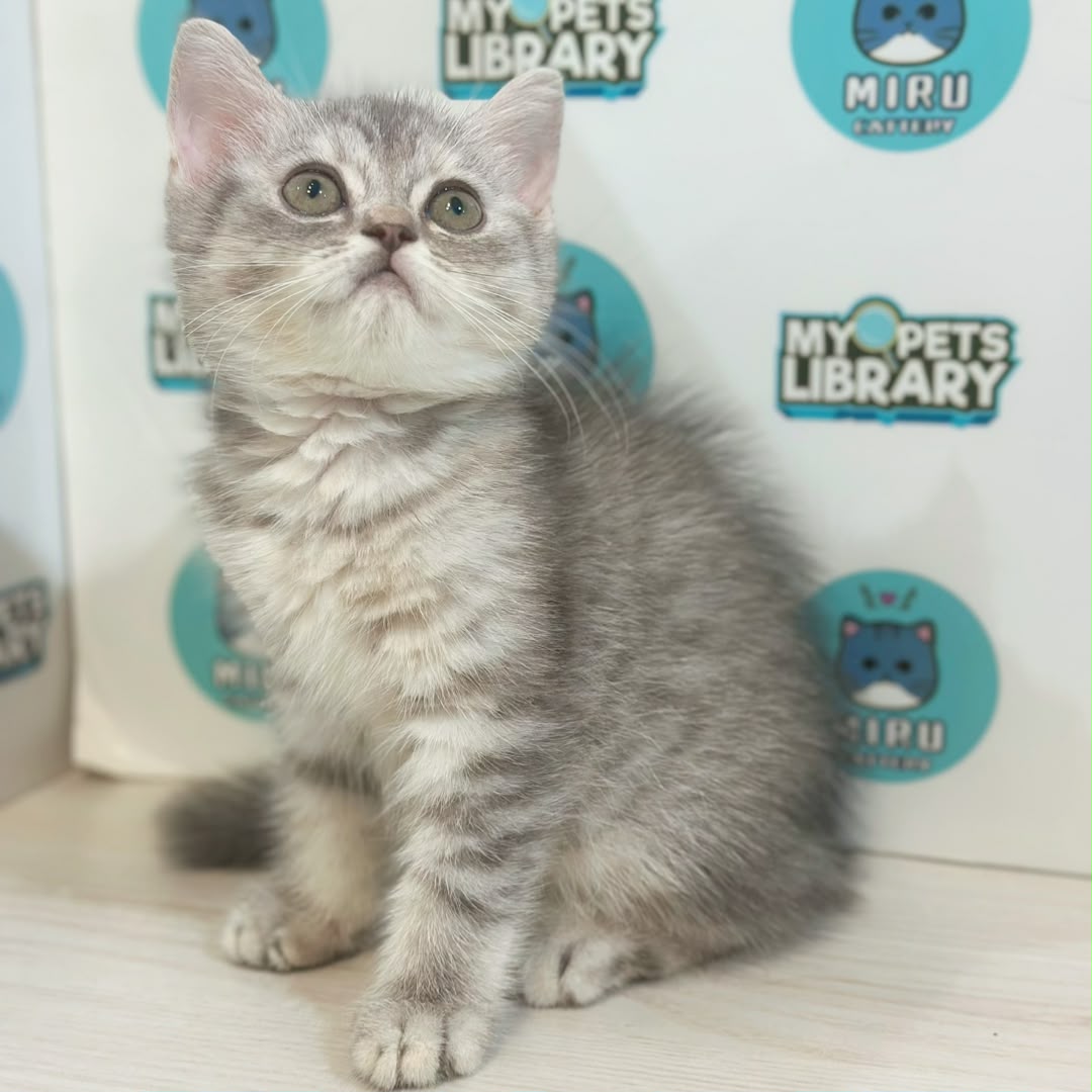 British Shorthair Kitten