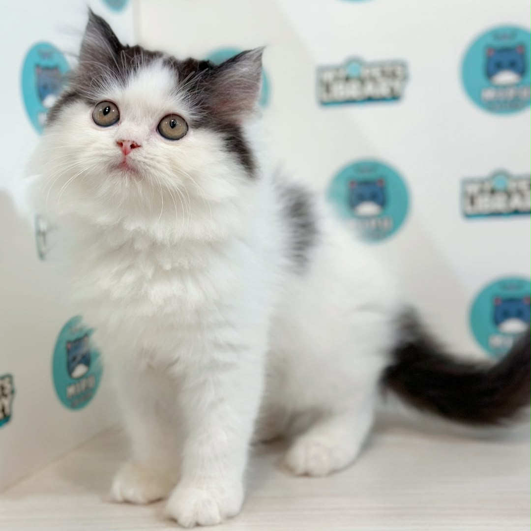 Persian Kitten