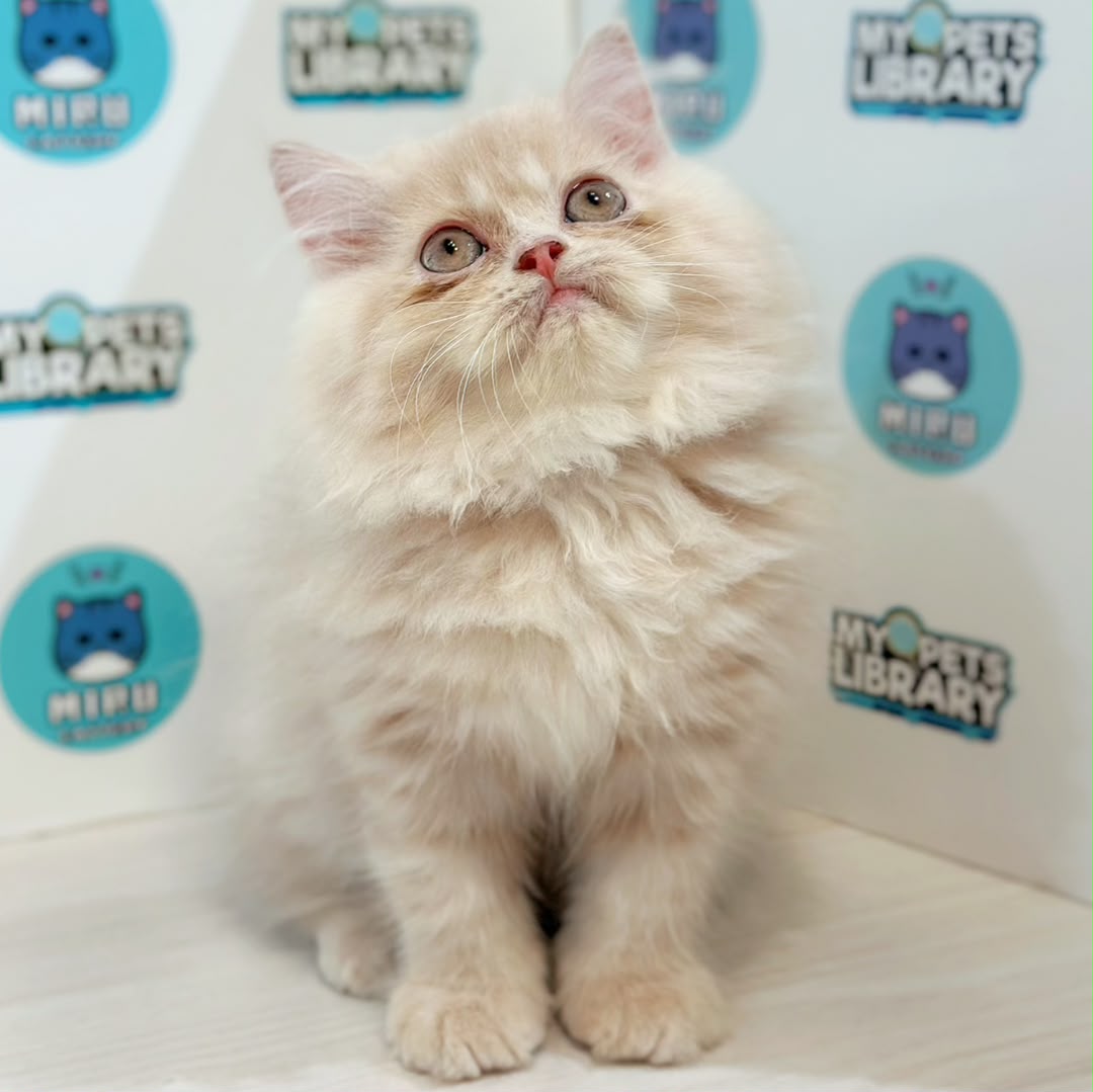 Persian Kitten