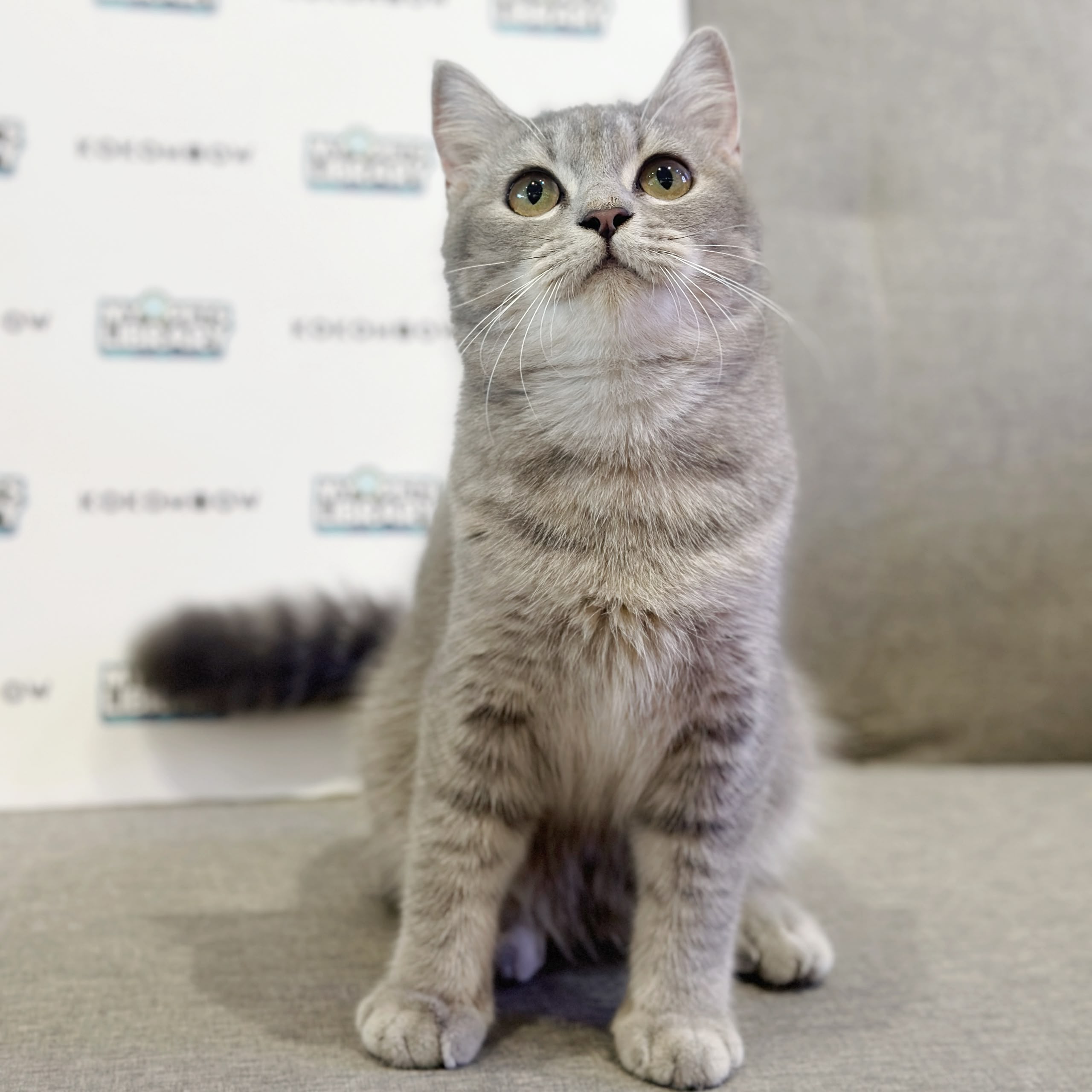 British Shorthair Kitten