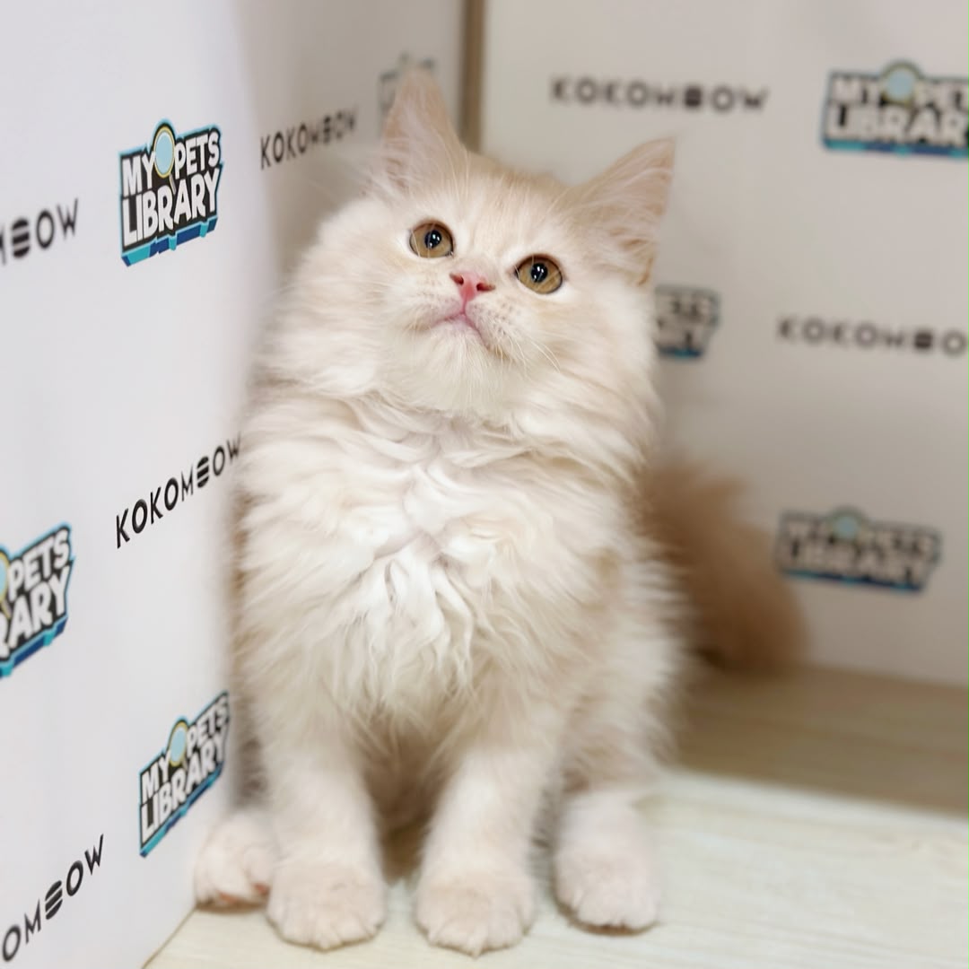 Turkish Angora Persian Kitten