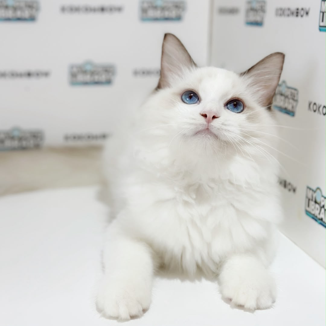 Ragdoll Kitten