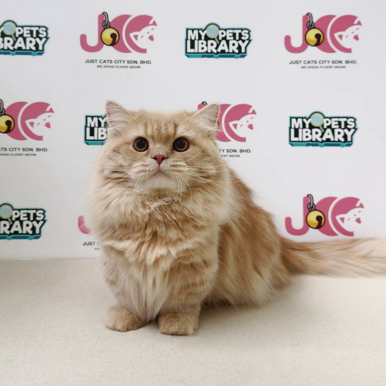 Minuet Napoleon Kitten