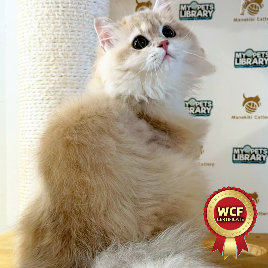 WCF British Longhair Kitten