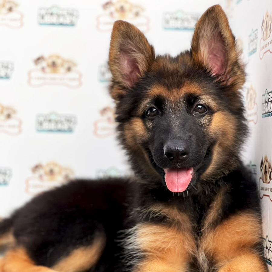 German Shepherd Puppy