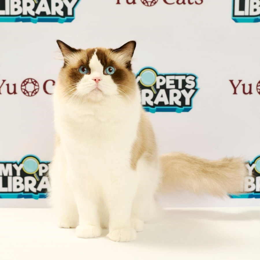 Ragdoll Kitten