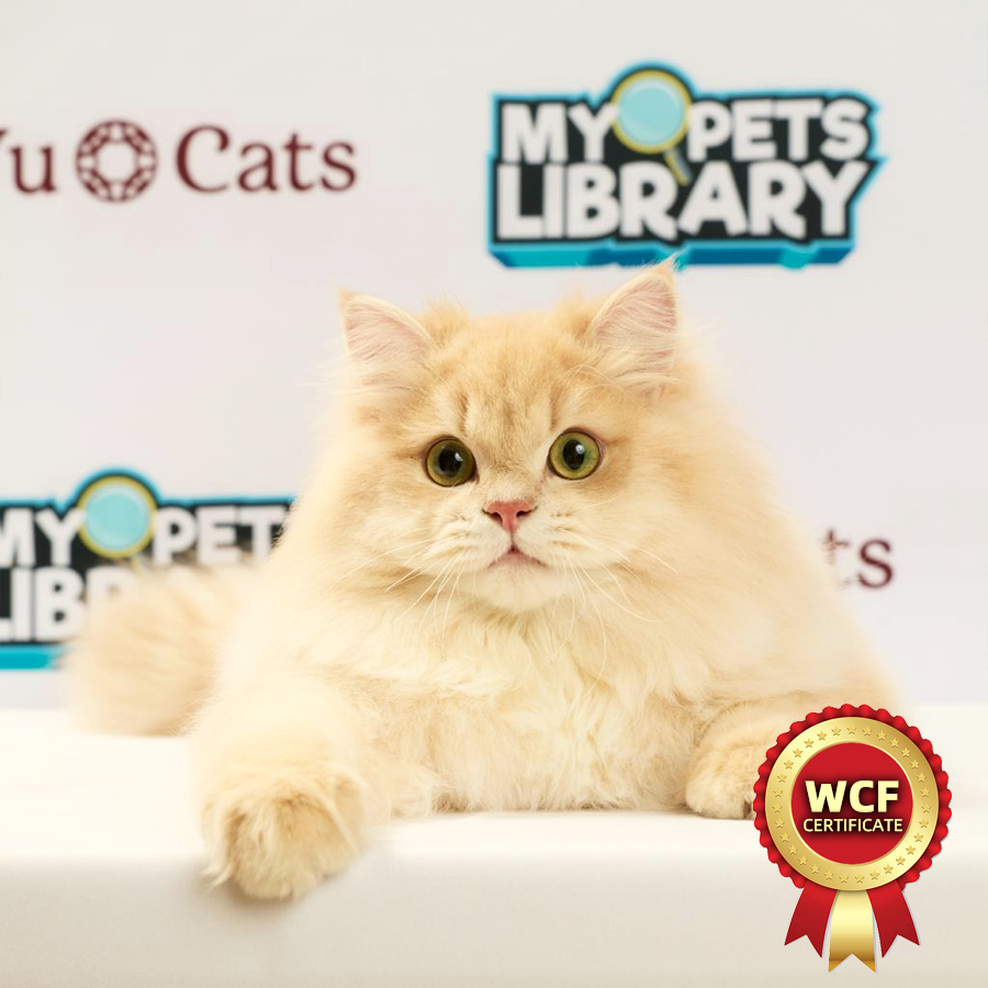 WCF British Long Hair Kitten