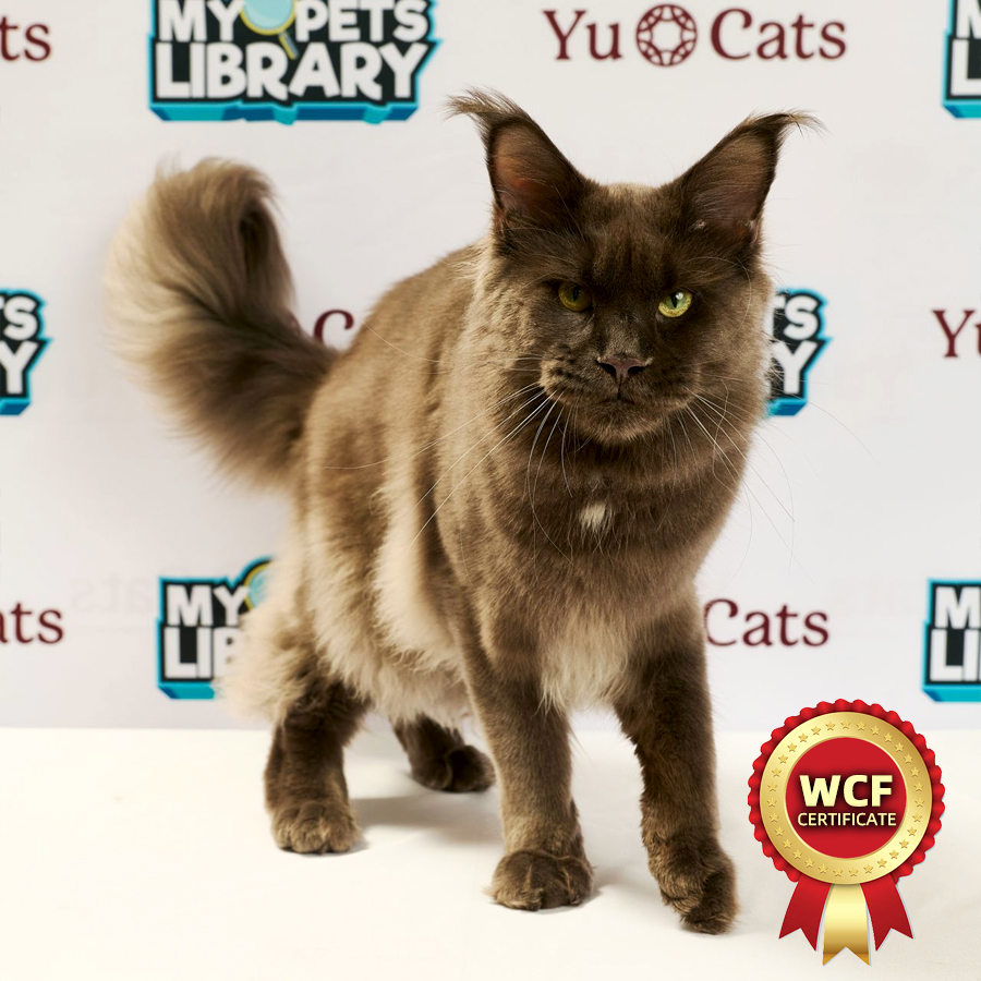 WCF MaineCoon Kitten