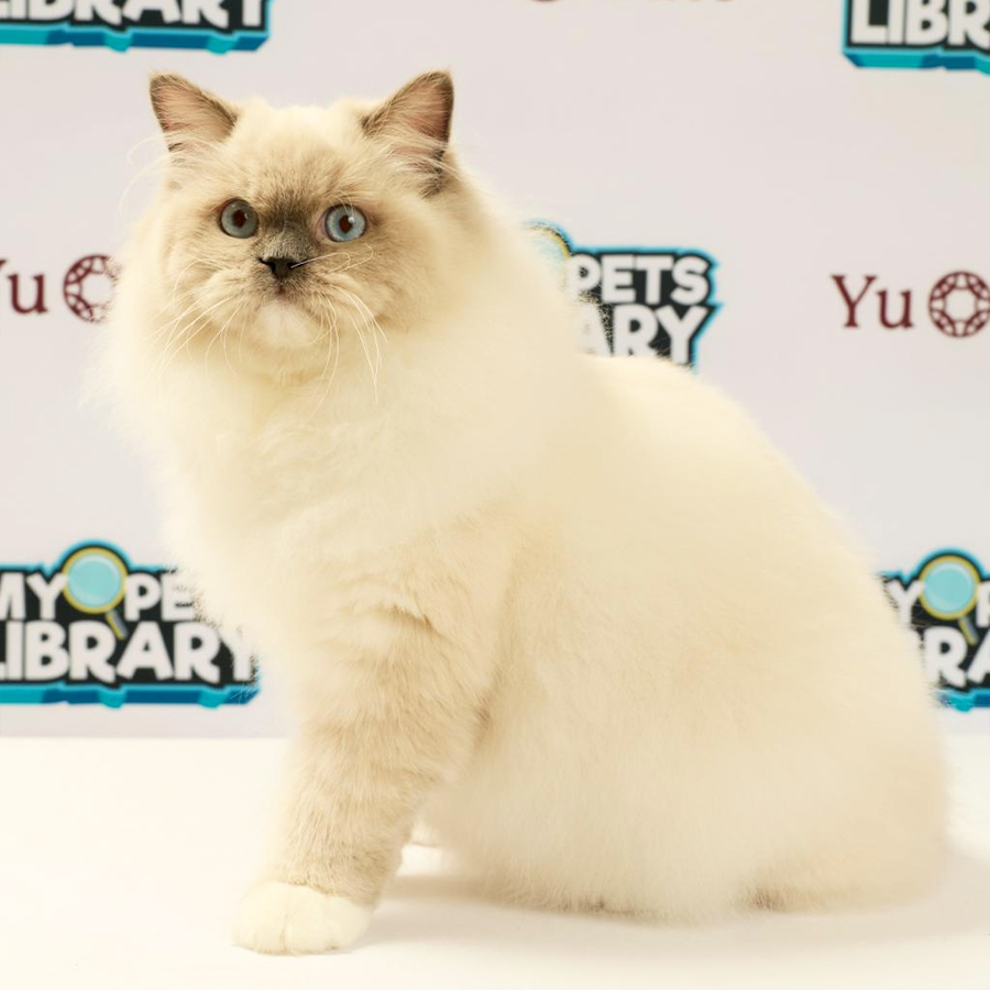 Ragdoll Kitten