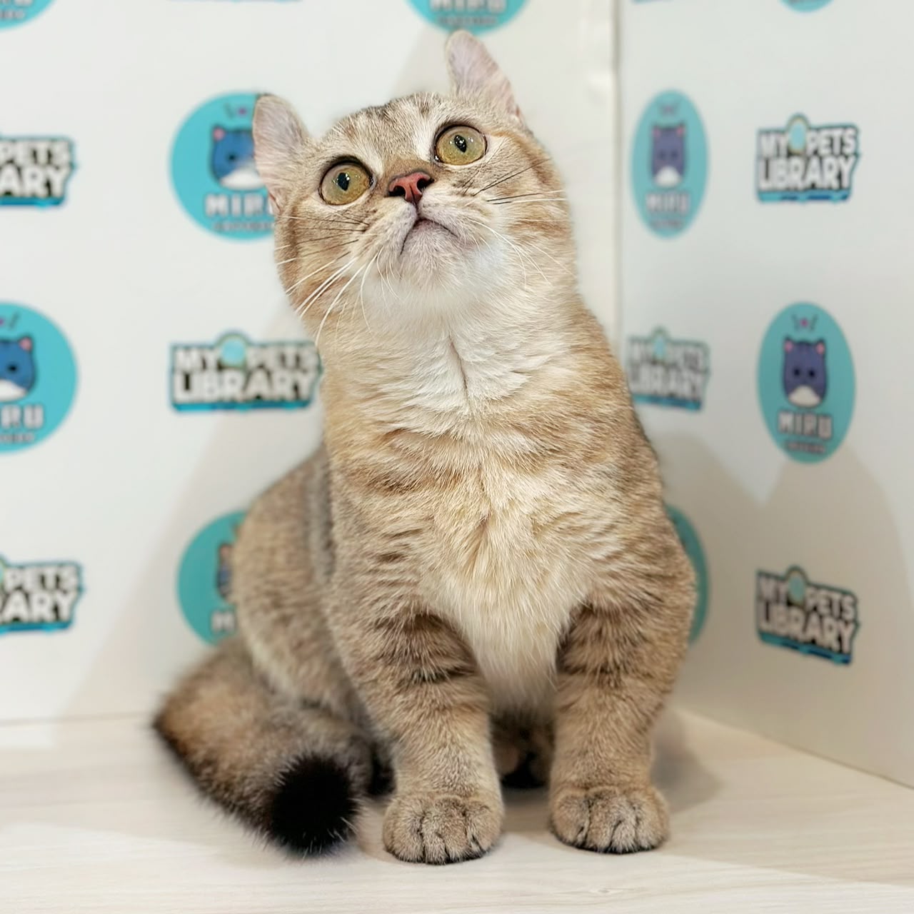 Super Short Munchkin Kinkalow Kitten
