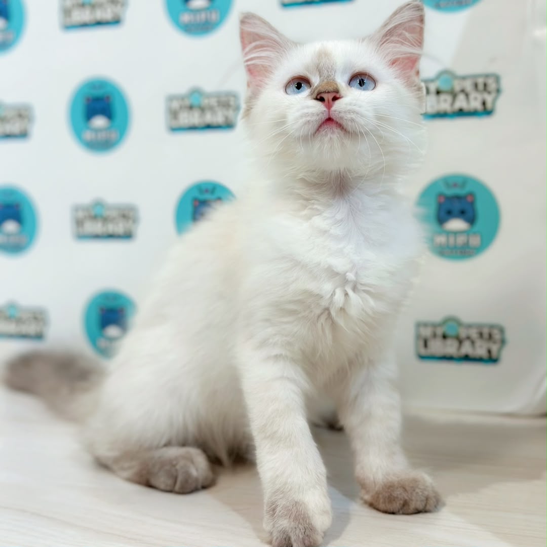 Mainecoon Persian Kitten