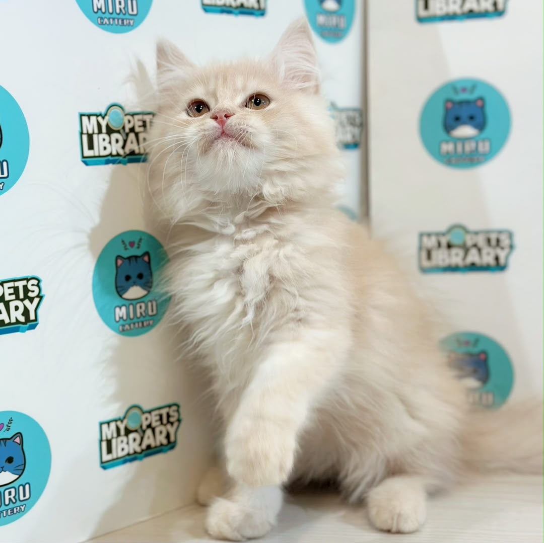 Turkish Angora Persian Kitten