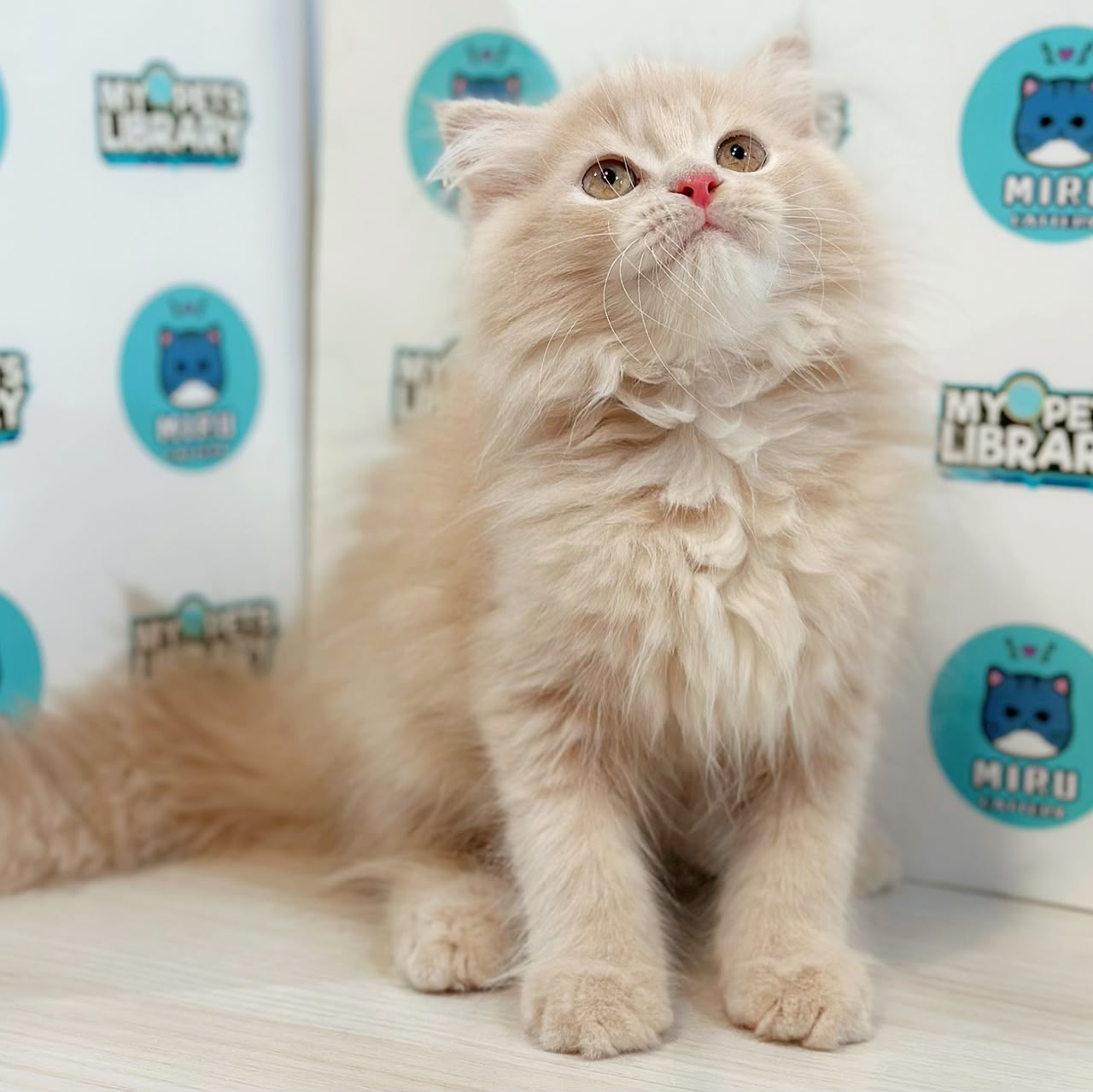 Turkish Angora Persian Kitten