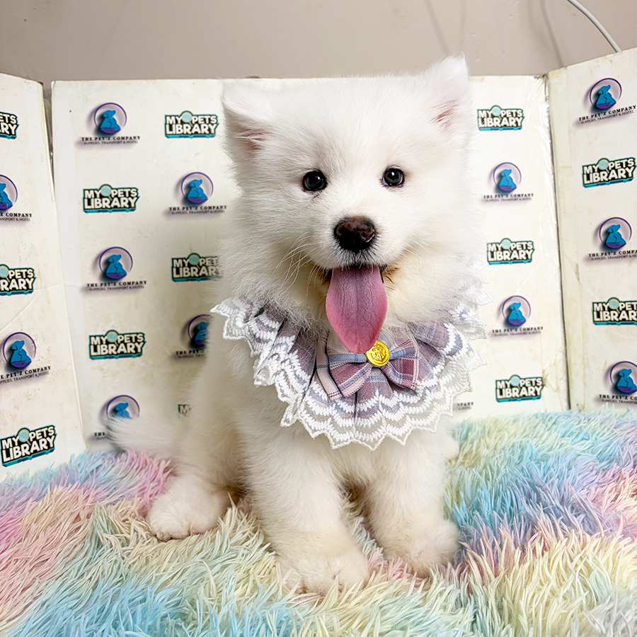 Samoyed Puppy