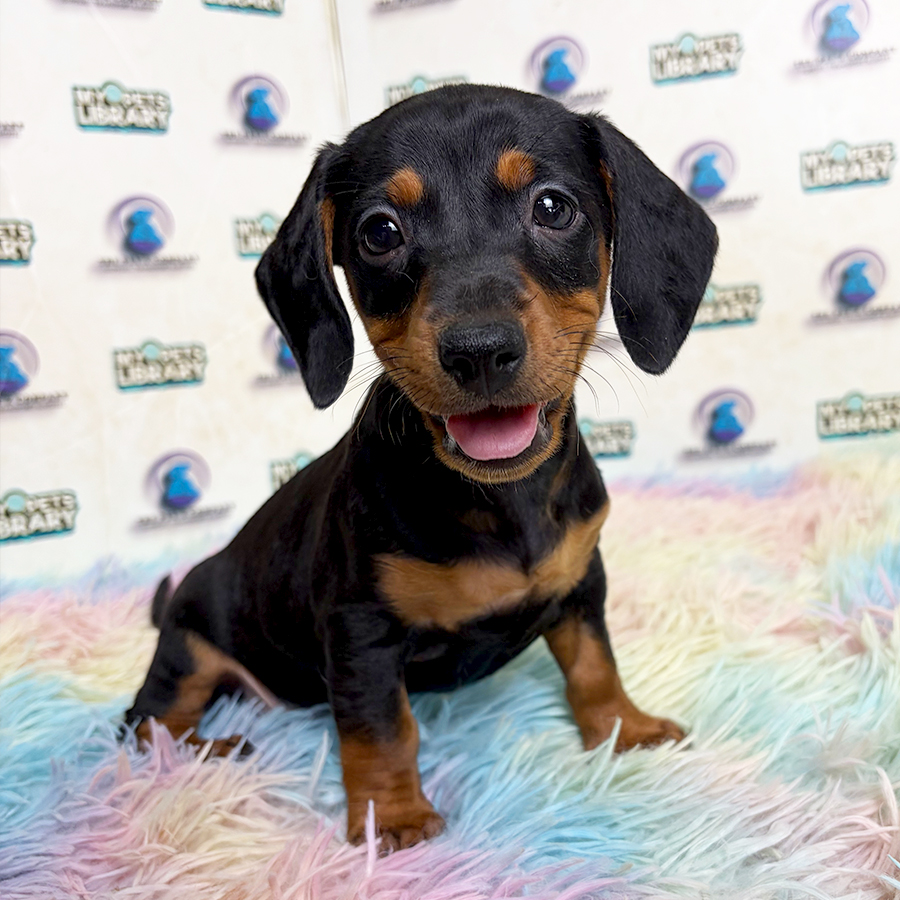 Dachshund Puppy
