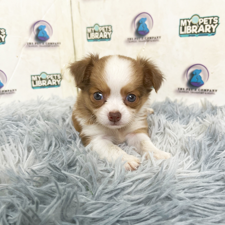Long Coat Chihuahua Puppy