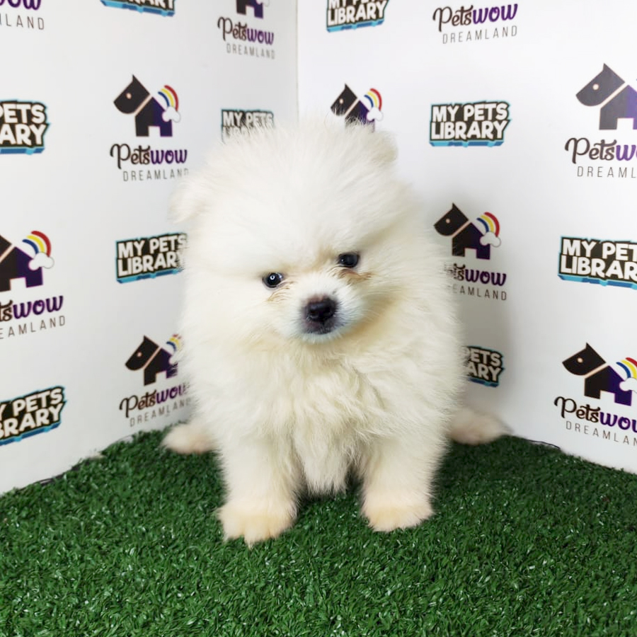 Pomeranian Puppy