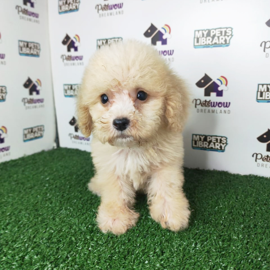 Toy Poodle Puppy