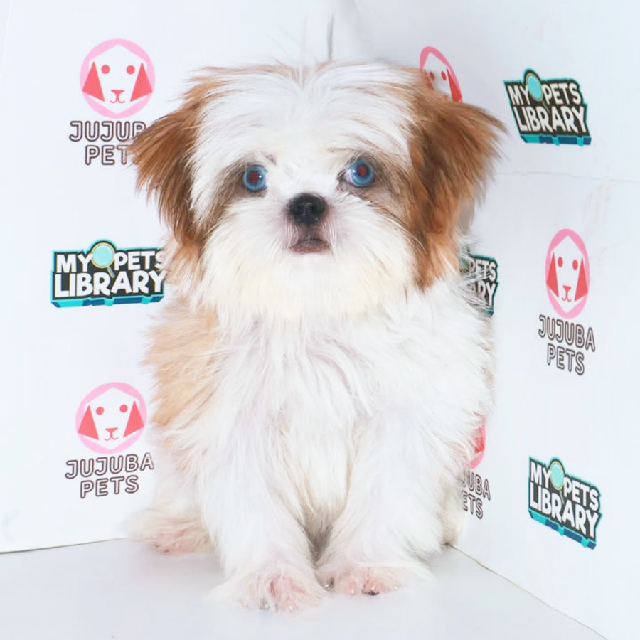 Shih Tzu Puppy