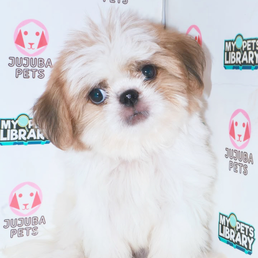 Shih Tzu Puppy