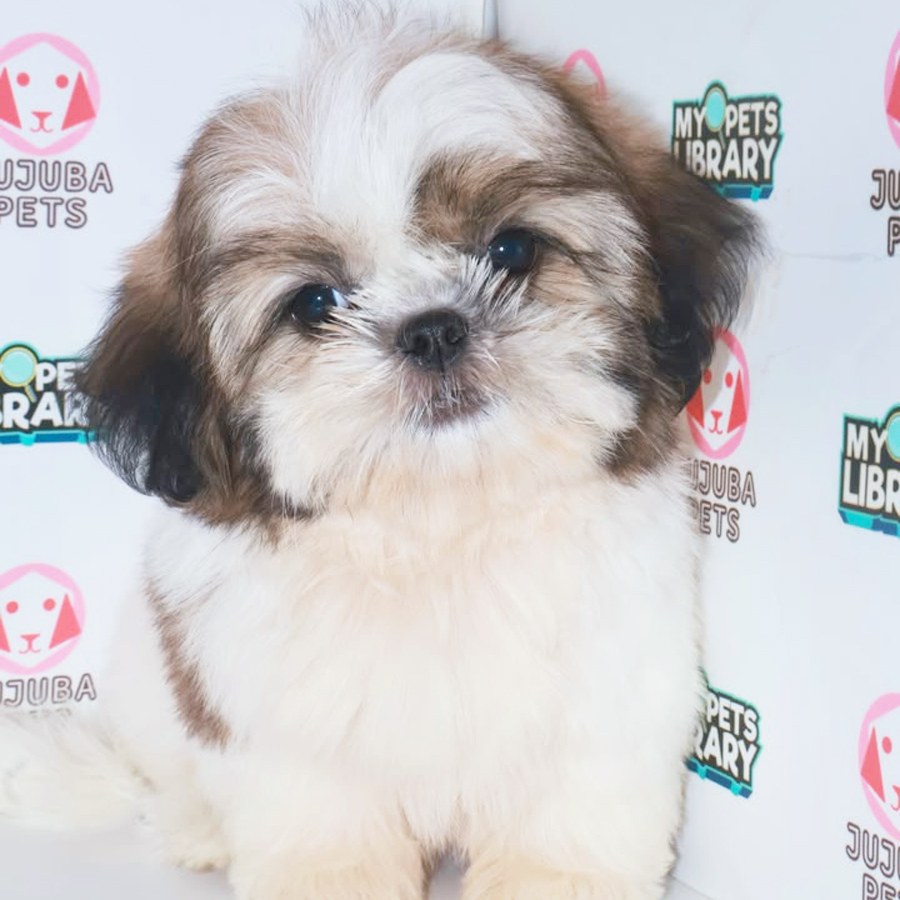 Shih Tzu Puppy
