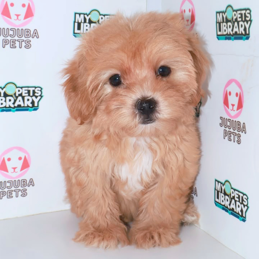 Maltipoo Puppy