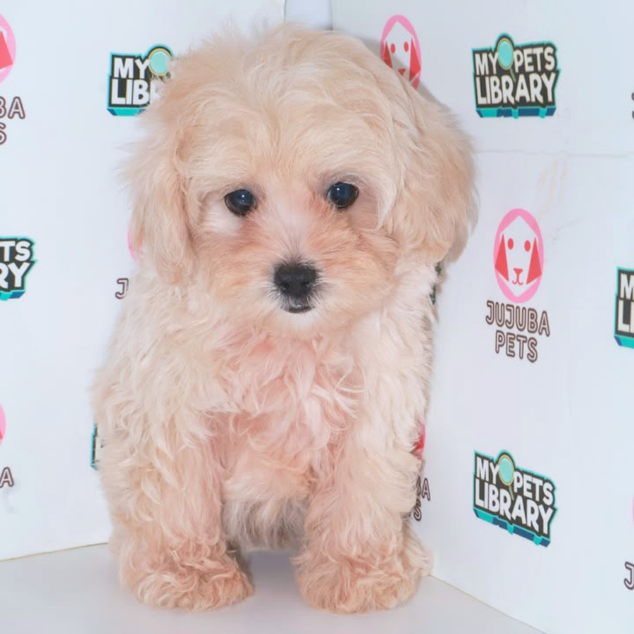 Maltipoo Puppy