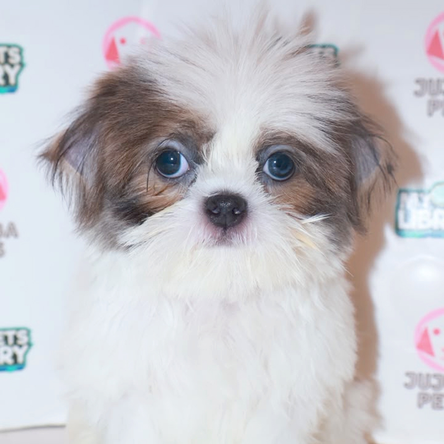 Shih Tzu Puppy