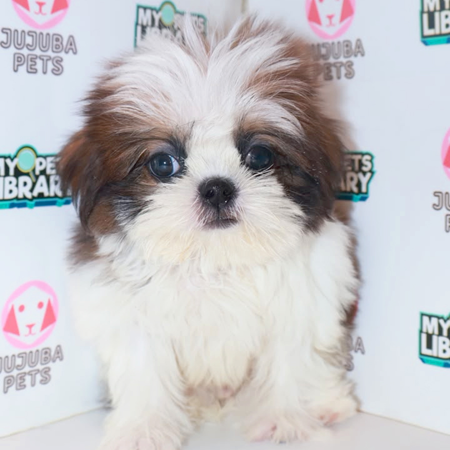 Shih Tzu Puppy