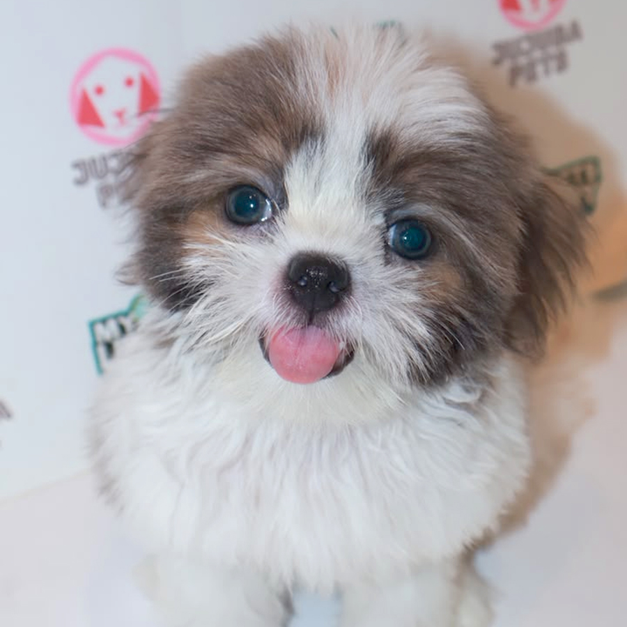 Shih Tzu Puppy