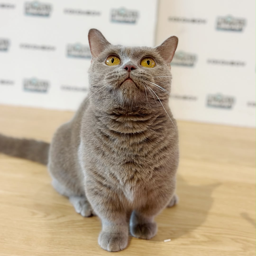 Super Short Munchkin British Shorthair Kitten