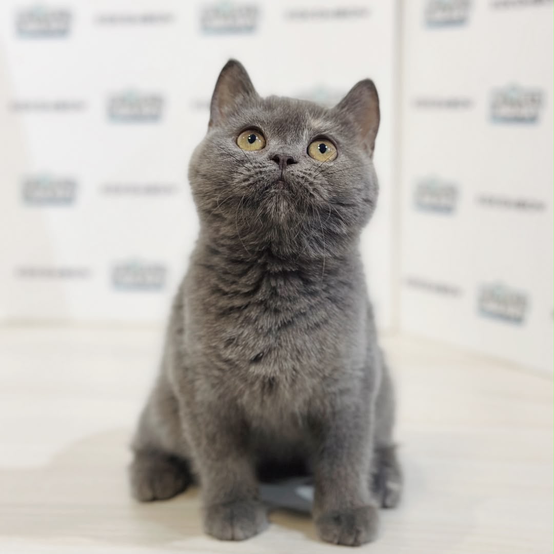 British Shorthair Kitten
