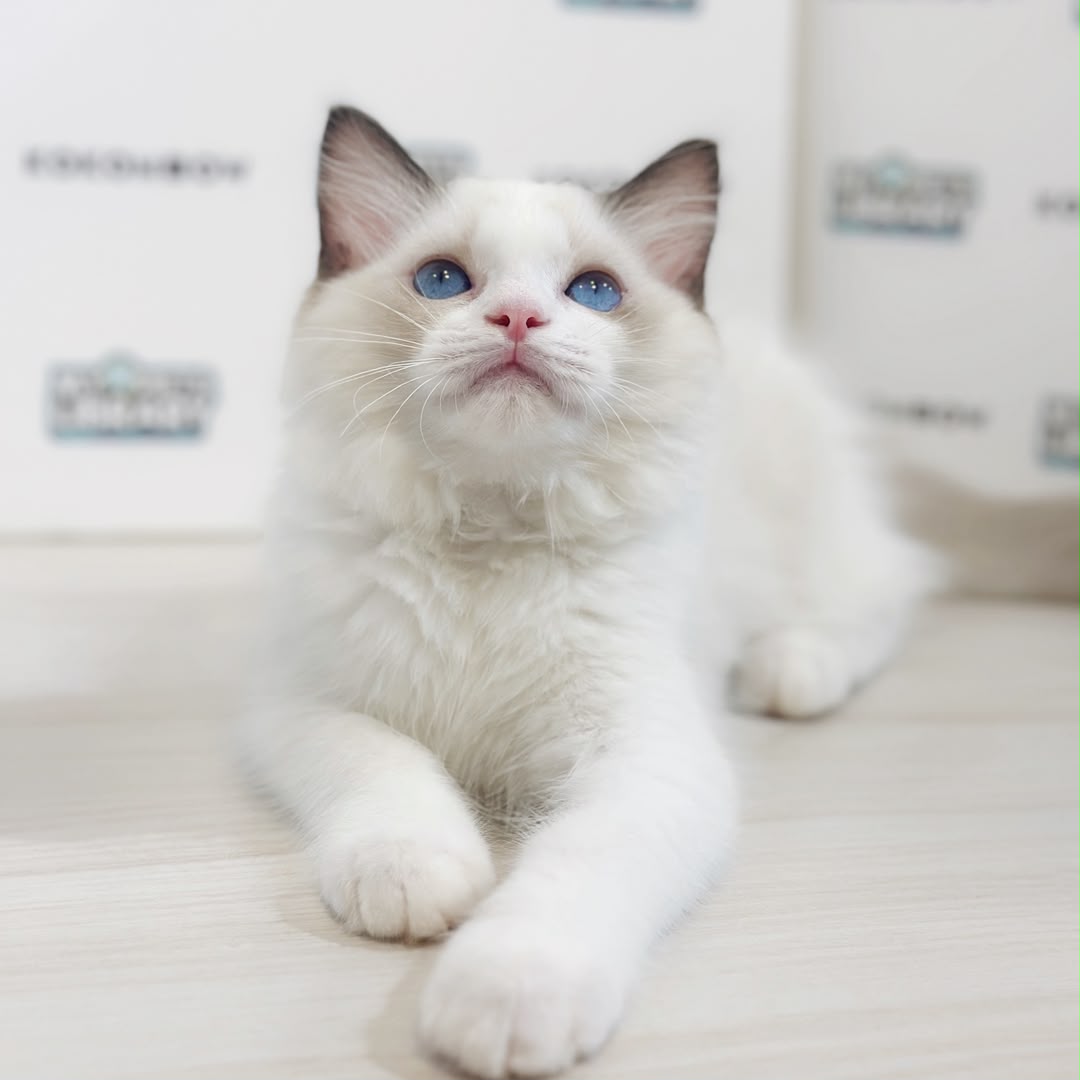 Ragdoll Kitten